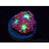 WYSIWYG - RAH Blastomussa merleti Merlot