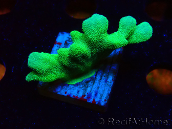 WYSIWYG - RAH Psammocora Green Branching 1