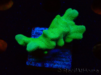WYSIWYG - RAH Psammocora Green Branching 2