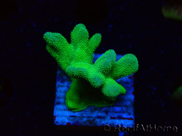 WYSIWYG - RAH Psammocora Green Branching