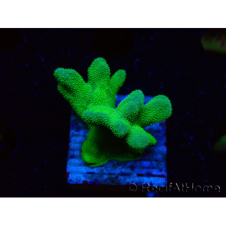 WYSIWYG - RAH Psammocora Green Branching