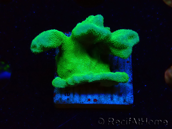 WYSIWYG - RAH Psammocora Green Branching 4