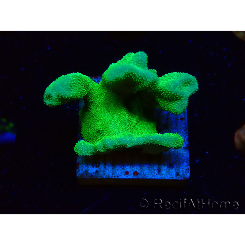 WYSIWYG - RAH Psammocora Green Branching