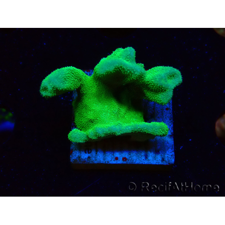 WYSIWYG - RAH Psammocora Green Branching 4