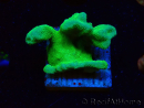 WYSIWYG - RAH Psammocora Green Branching 4