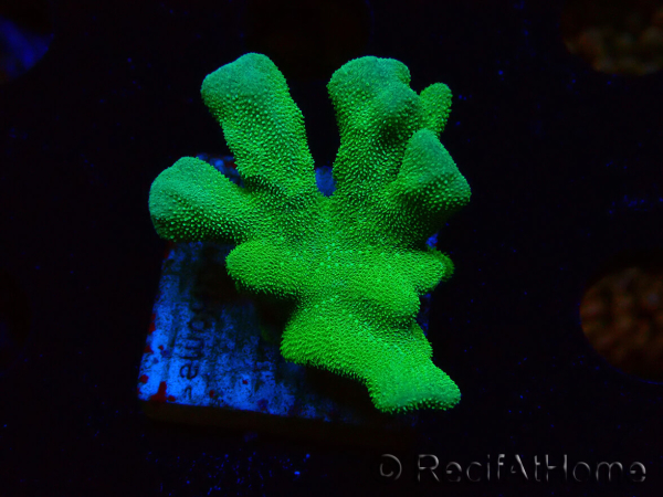 WYSIWYG - RAH Psammocora Green Branching
