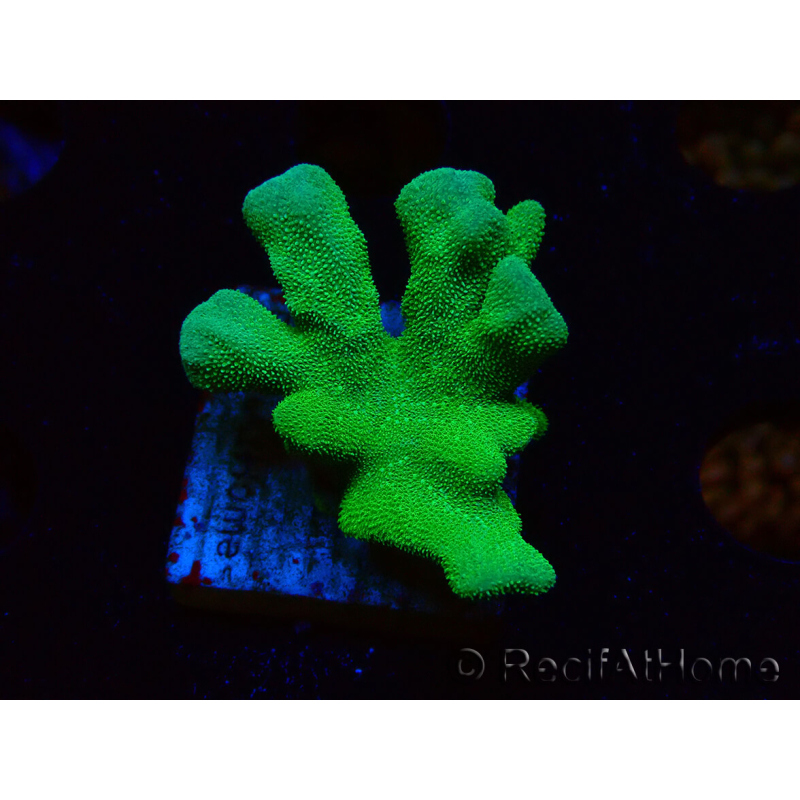 WYSIWYG - RAH Psammocora Green Branching