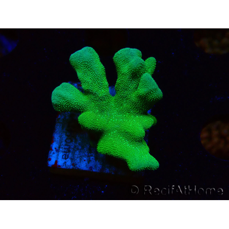 WYSIWYG - RAH Psammocora Green Branching