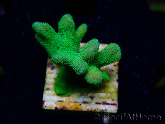 WYSIWYG - RAH Psammocora Green Branching