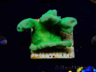 WYSIWYG - RAH Psammocora Green Branching 4