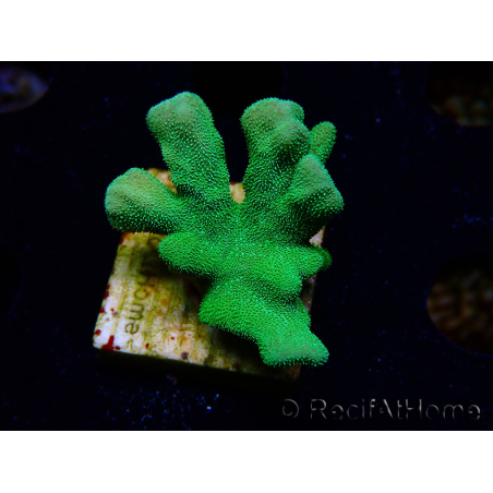 WYSIWYG - RAH Psammocora Green Branching