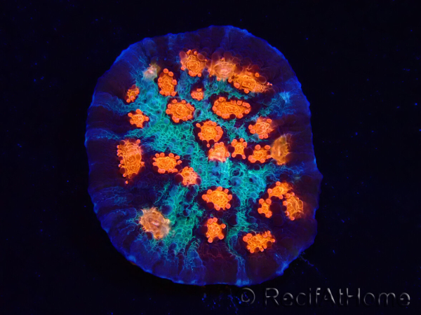 WYSIWYG - RAH Mycedium Ladybug