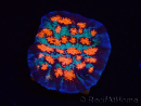 WYSIWYG - RAH Mycedium Ladybug