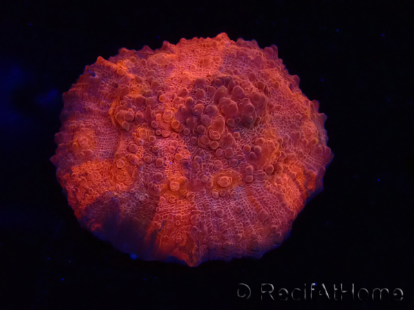 WYSIWYG - RAH Mycedium Blood Stain 23B4