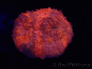 WYSIWYG - RAH Mycedium Blood Stain 23B4
