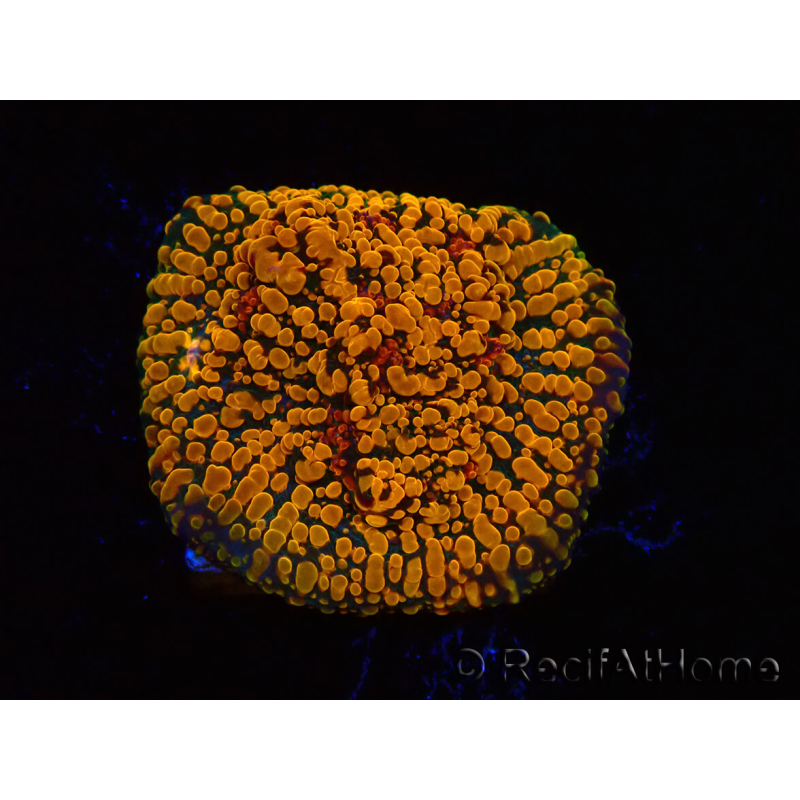 WYSIWYG - CC Cloudberry Chalice 23F8