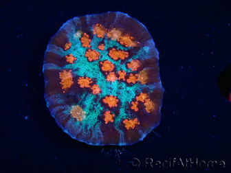 WYSIWYG - RAH Mycedium Ladybug 23B1