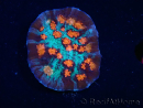 WYSIWYG - RAH Mycedium Ladybug 23B1