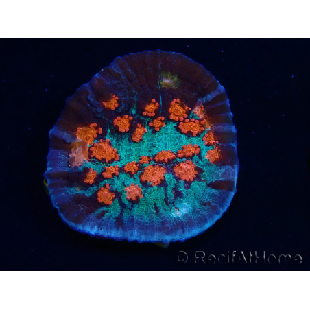 WYSIWYG - RAH Mycedium Mariquita