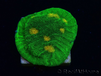 WYSIWYG - WWC Mycedium Space Invader 23D3