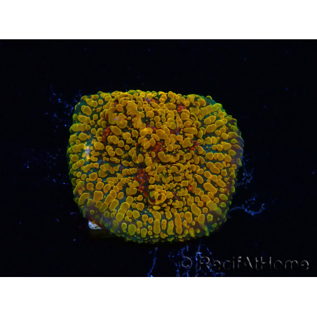 WYSIWYG - CC Cloudberry Chalice 23F8