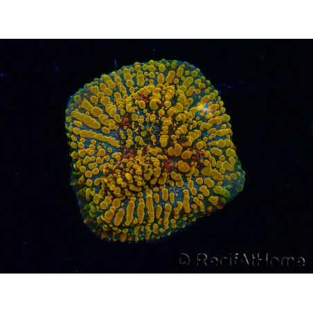 WYSIWYG - CC Cloudberry Chalice 23F9