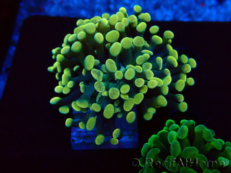 WYSIWYG Euphyllia paraancora (Maricultura acclimata sotto LED) 4A2