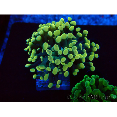 WYSIWYG Euphyllia paraancora (Mariculture acclimaté sous LED) 4A2