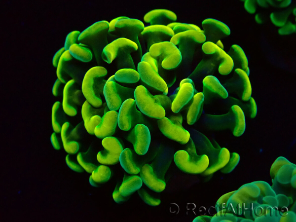 WYSIWYG Euphyllia paraancora (Maricoltura acclimatata sotto LED) 4A5