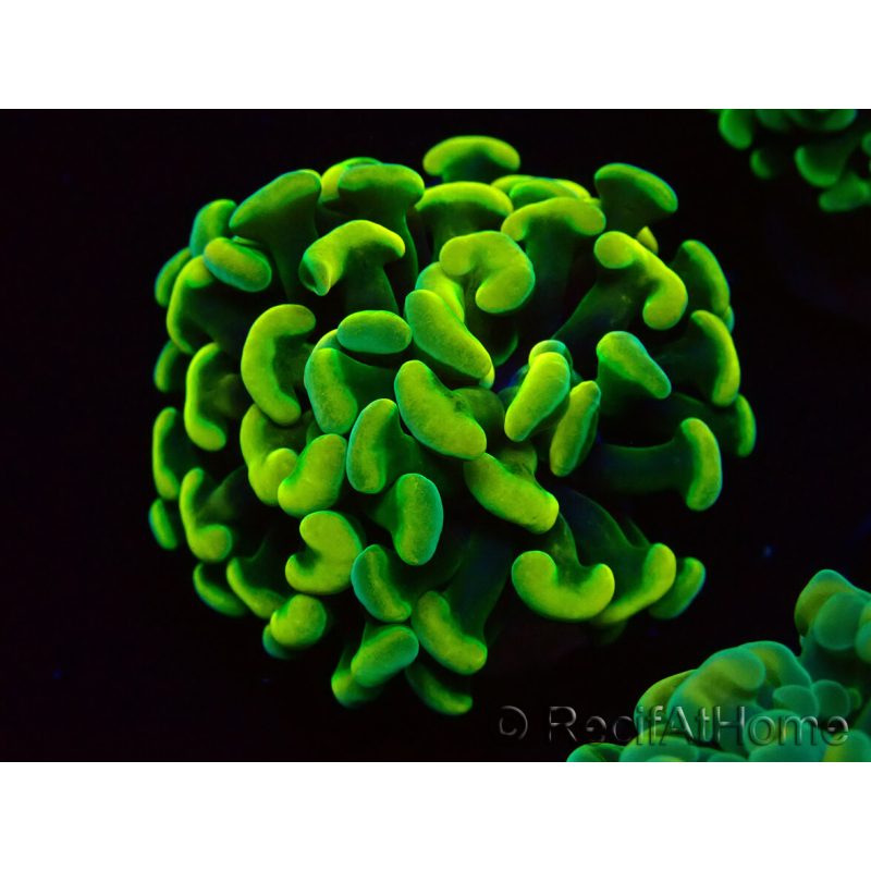 WYSIWYG Euphyllia paraancora (Maricoltura acclimatata sotto LED) 4A5
