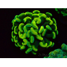 WYSIWYG Euphyllia paraancora (Maricoltura acclimatata sotto LED) 4A5