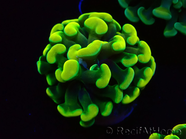 WYSIWYG Euphyllia paraancora (Mariculture acclimaté sous LED) 4A6