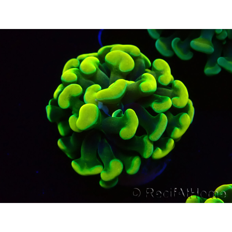 WYSIWYG Euphyllia paraancora (Mariculture acclimaté sous LED) 4A6