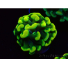 WYSIWYG Euphyllia paraancora (Mariculture acclimaté sous LED) 4A6