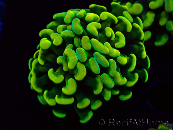 WYSIWYG Euphyllia paraancora (Mariculture acclimated under LED) 4A5