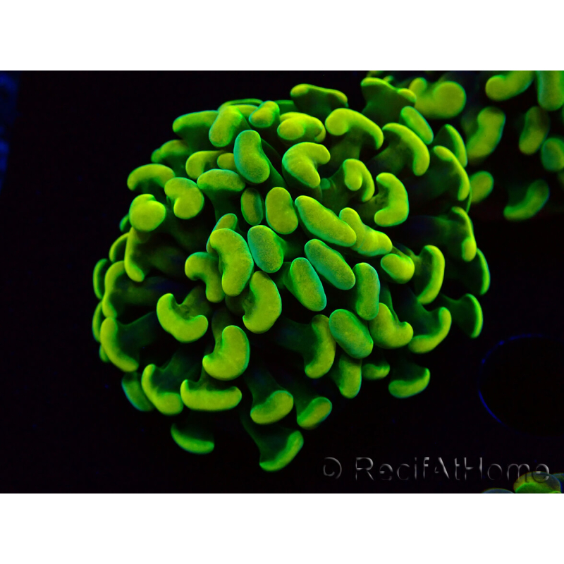 WYSIWYG Euphyllia paraancora (Marikultur akklimatisiert unter LED) 4A5