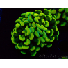 WYSIWYG Euphyllia paraancora (Maricoltura acclimatata sotto LED) 4A5