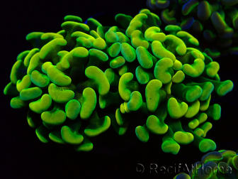 WYSIWYG Euphyllia paraancora (Mariculture acclimaté sous LED) 4A10