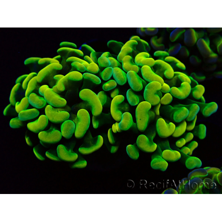 WYSIWYG Euphyllia paraancora (Maricultura aclimatada bajo LED) 4A6