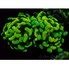 WYSIWYG Euphyllia paraancora (Maricultura aclimatada bajo LED) 4A6
