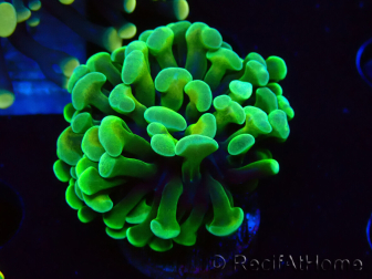 WYSIWYG Euphyllia paraancora (Marikultur akklimatisiert unter LED) 4B1