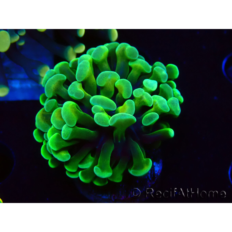 WYSIWYG Euphyllia paraancora (Maricoltura acclimatata sotto LED) 4B1