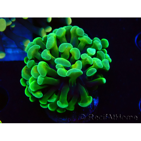 WYSIWYG Euphyllia paraancora (Maricoltura acclimatata sotto LED) 4B1