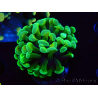 WYSIWYG Euphyllia paraancora (Maricoltura acclimatata sotto LED) 4B1