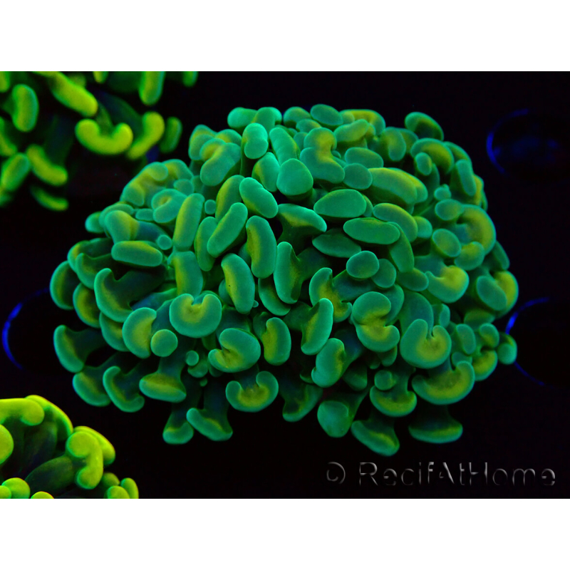 WYSIWYG Euphyllia paraancora (Maricoltura acclimatata sotto LED) 4B3