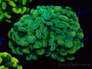 WYSIWYG Euphyllia paraancora (Maricoltura acclimatata sotto LED) 4B3