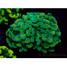 WYSIWYG Euphyllia paraancora (Maricoltura acclimatata sotto LED) 4B3