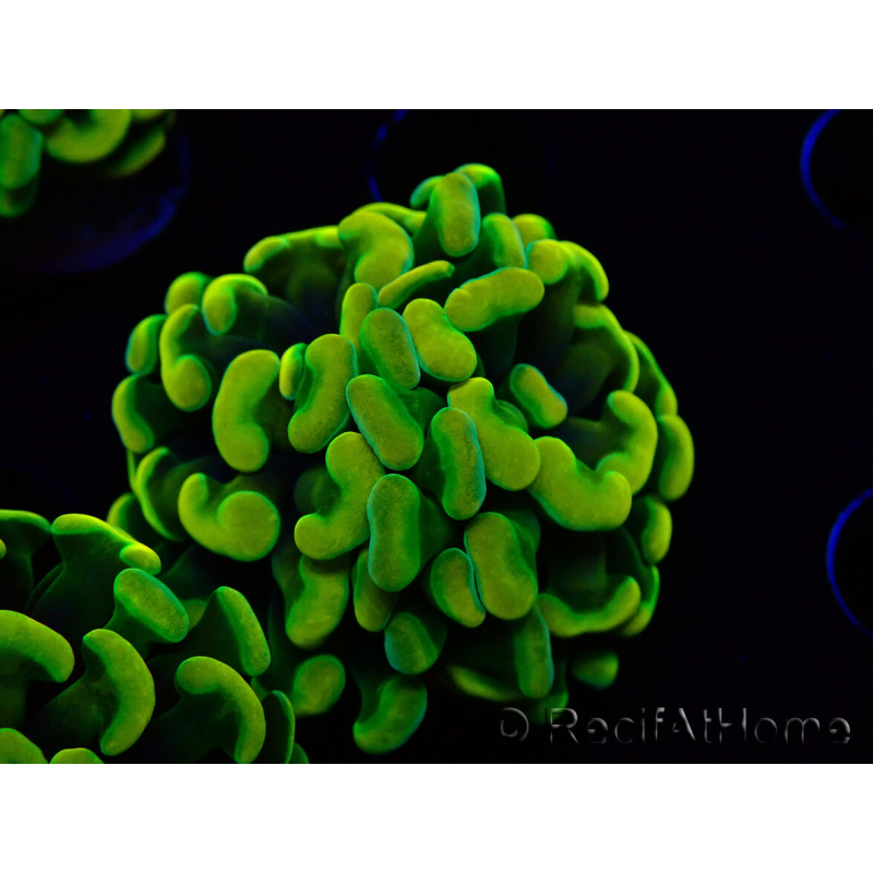 WYSIWYG Euphyllia paraancora (Maricoltura acclimatata sotto LED) 4B4