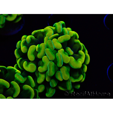 WYSIWYG Euphyllia paraancora (Marikultur akklimatisiert unter LED) 4B4