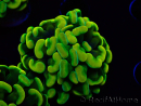WYSIWYG Euphyllia paraancora (Maricultured acclimated under LED) 4B4
